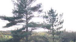 Slight Sun Flared Pines