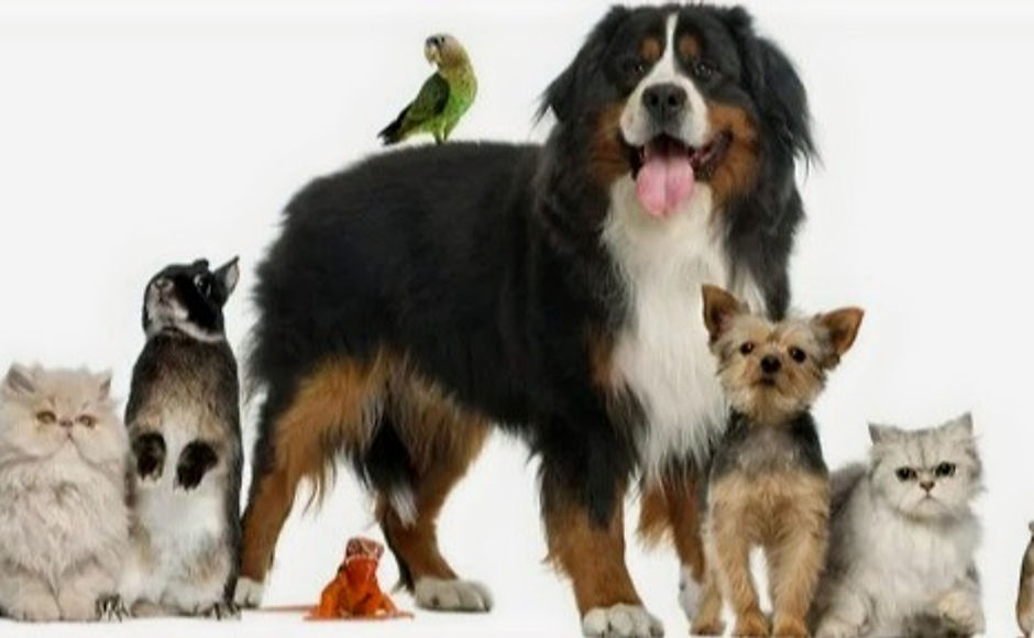 depositphotos_16981557-stock-photo-group-of-pets - Copie_edited_edited.jpg
