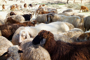 Ghazala Sheep.jpeg