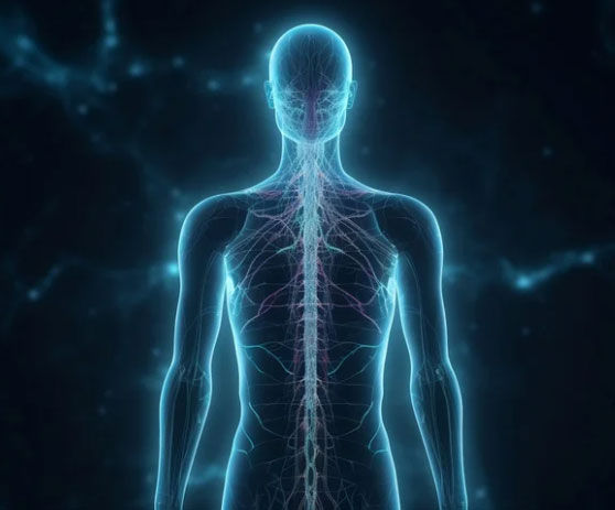 The meridian pathways of the human body explained by a Vermont acupunturist