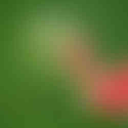 Juicy watermelon slices with fresh splash effect on a green botanical background, highlighting the natural hydration benefits of watermelon extract.