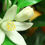 Thumbnail: Orange blossom flower used in Wild Alchemy Botanicals Brightening Skincare Trio — natural ingredient for brightening
