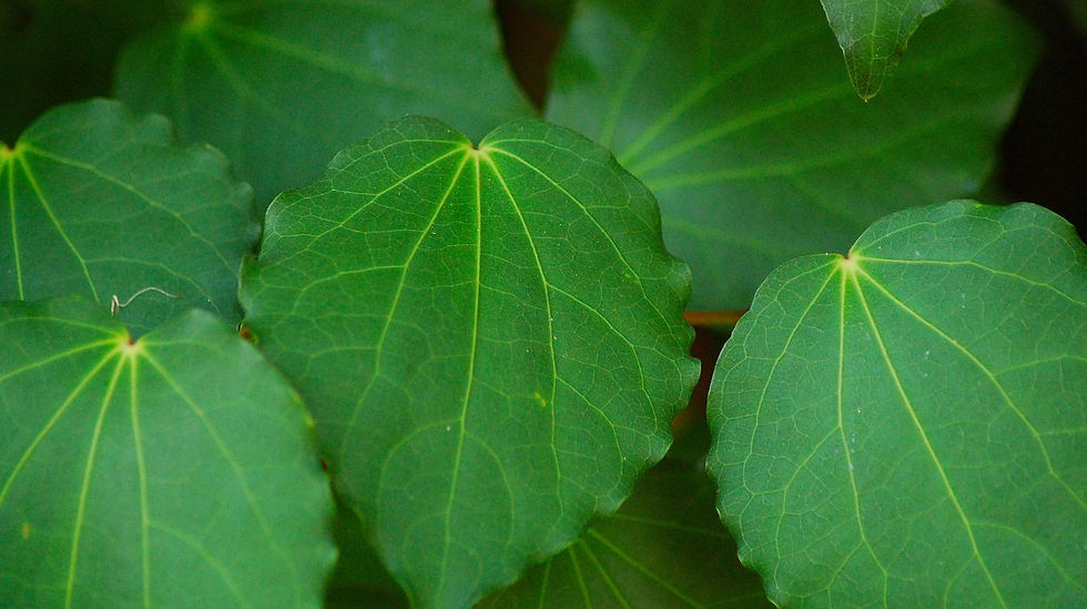 Close-up of vibrant green kawakawa leaves (Macropiper excelsum) in dappled sunlight, showcasing their heart-shaped form and prominent veins—New Zealand native plant used for its soothing and healing properties in skincare.