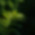 Wild Alchemy Botanicals | Privacy, Terms & Conditions