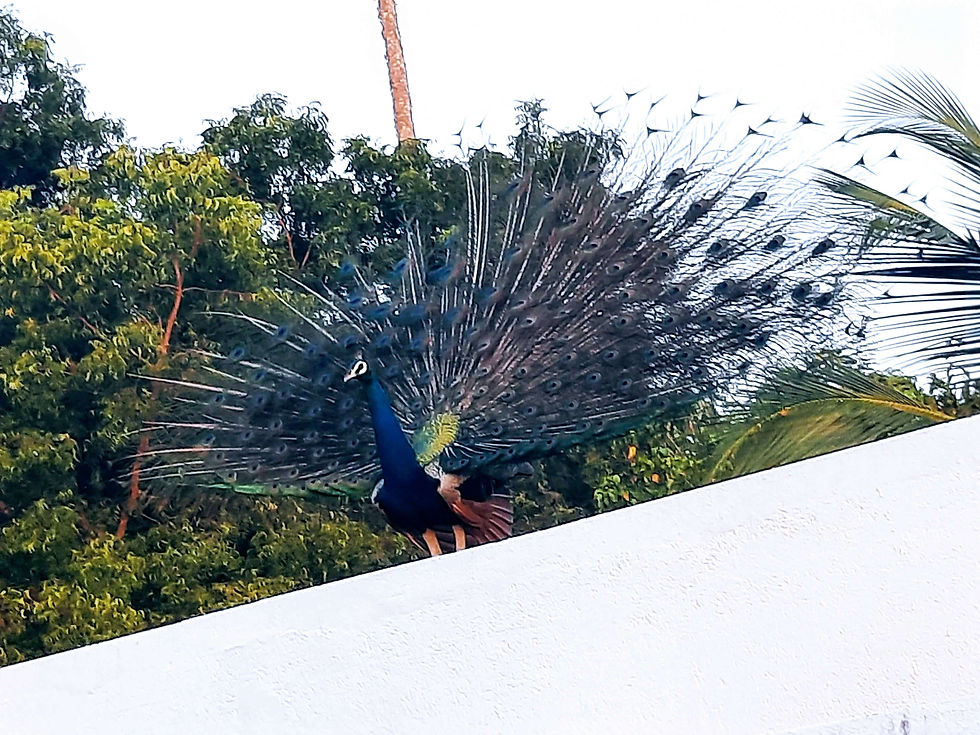 a peacock dancing