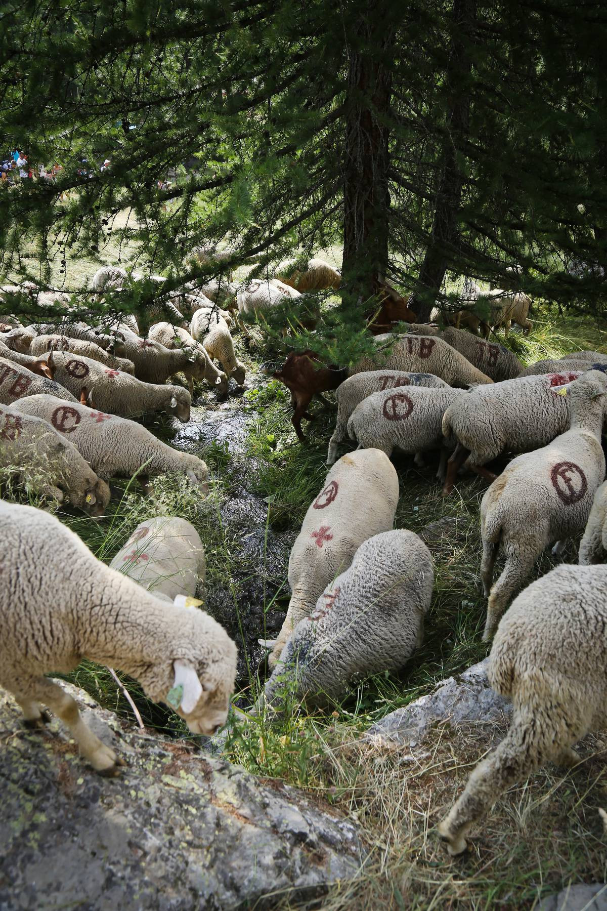 GAEC d'Eïbans