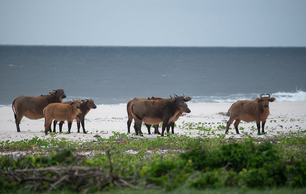 West African Safari vs East African Safari