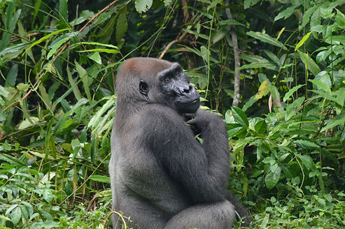 Travel Gabon Loango Lodge