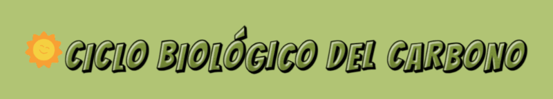 CICLO-BIOL-GICO-DEL-CARBONO-3-7-2024 (1).gif