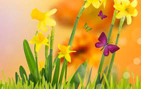 daffodils with butterflies