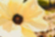 Version 2 (7).jpeg