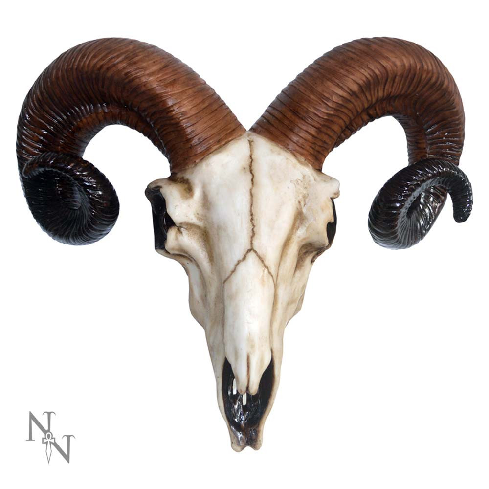 From macabre brand Nemesis Now's giftware collection, this realistic skull would make the perfect statement in any room! This Ram's skull looks as though it has been picked clean and bleached by the blazing sun. Its curved brown horns spiral from the white skull and become darker towards the tips. Cast in top-quality resin before being carefully hand-painted, this skull is a great way to welcome an animal spirit into your home.