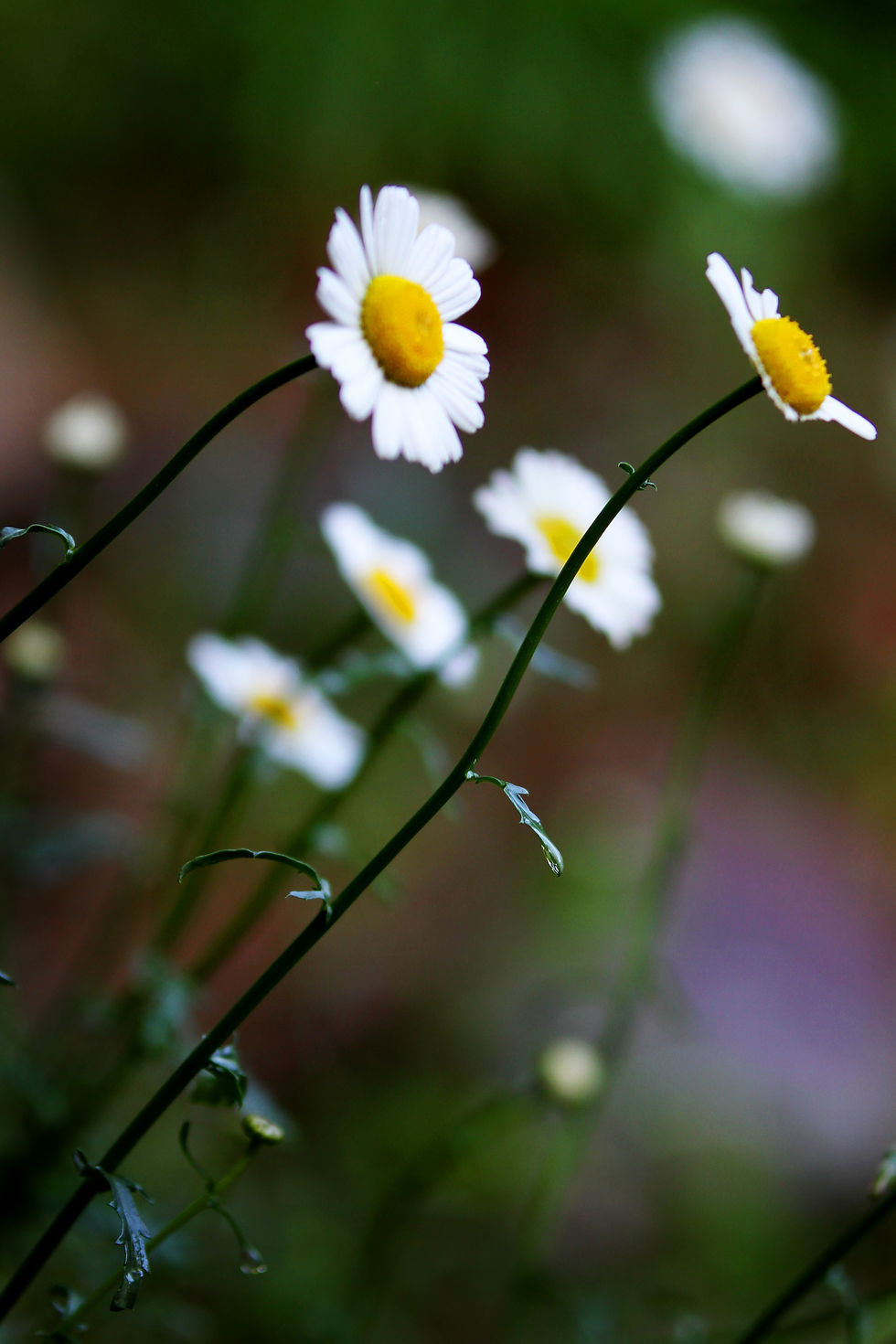 flowerIMG_6143