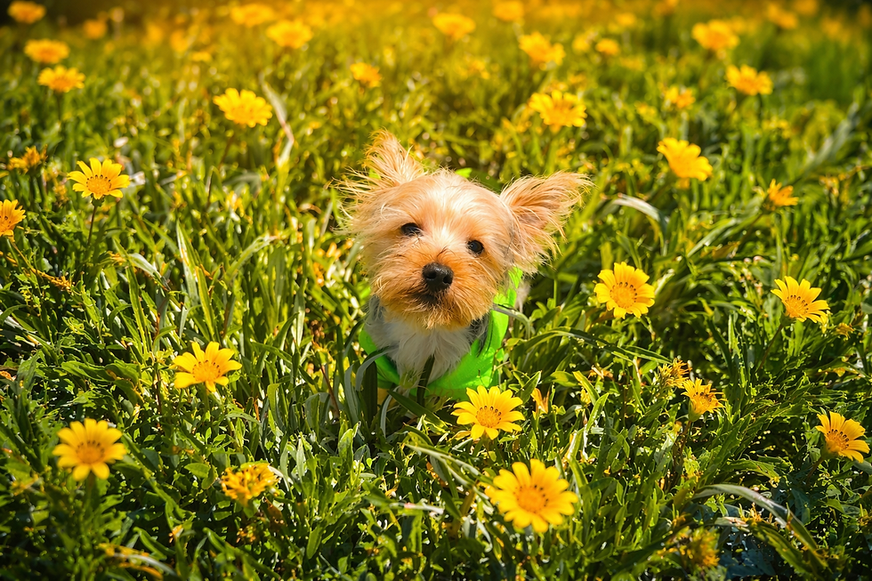 Bollo in the yellow flowers.png