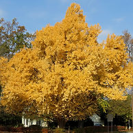 Ginkgo.jpg