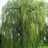 Willow.jpg