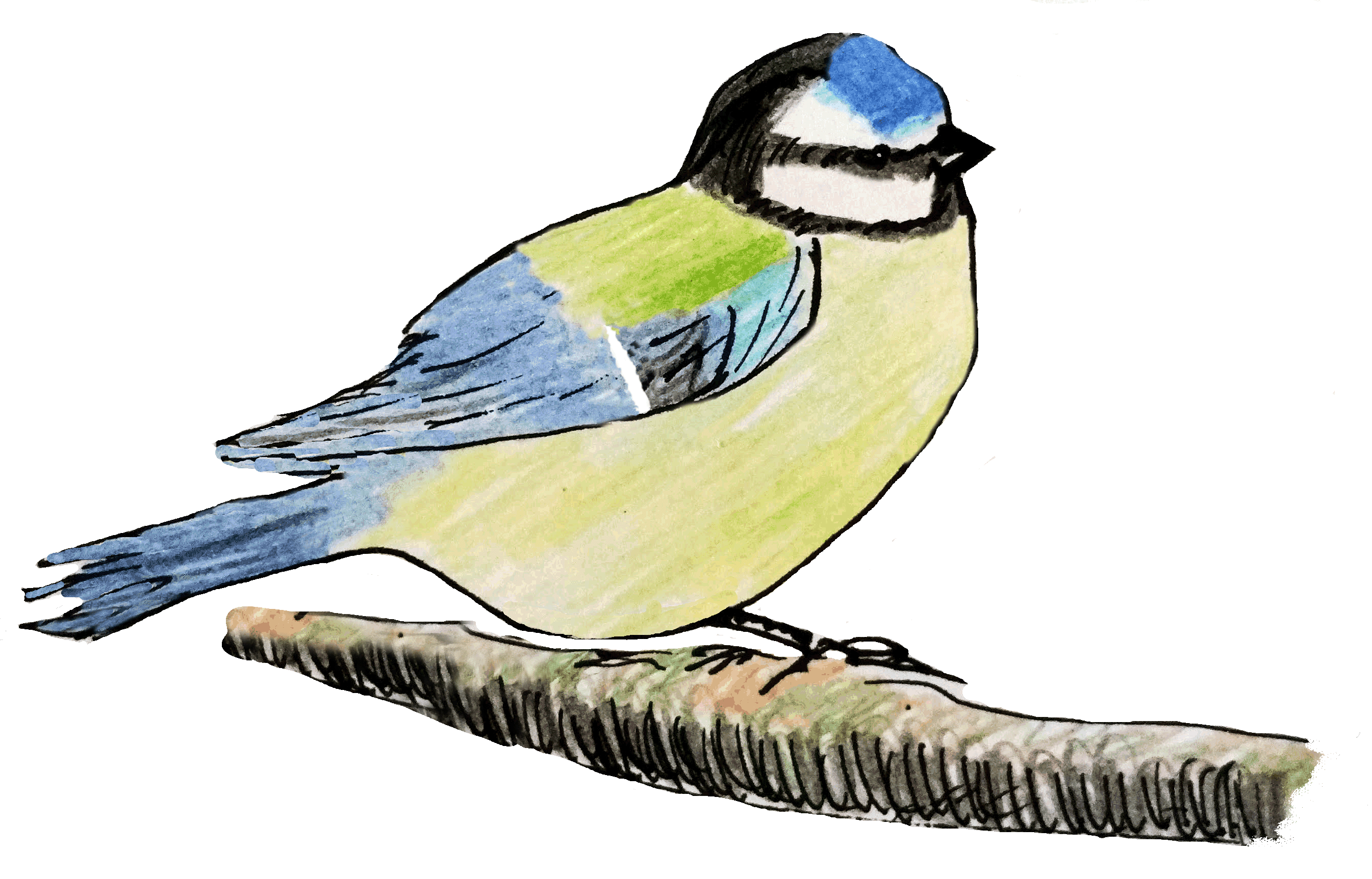 bluetit a..gif