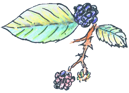 Blackberry 1 sat trans smaller.gif