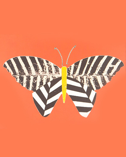 Zebra papillon