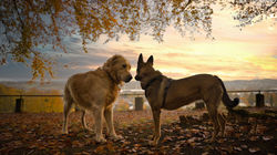 Vinny und Pelle