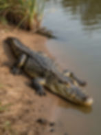 Crocodile resting by the water in Nairobi National Park