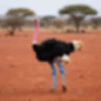 Somali ostrich with blue legs in Samburu National Reserve