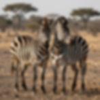 Two zebras standing in Samburu National Reserve.