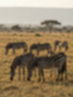 Zebras grazing in the savanna of Nairobi National Park.