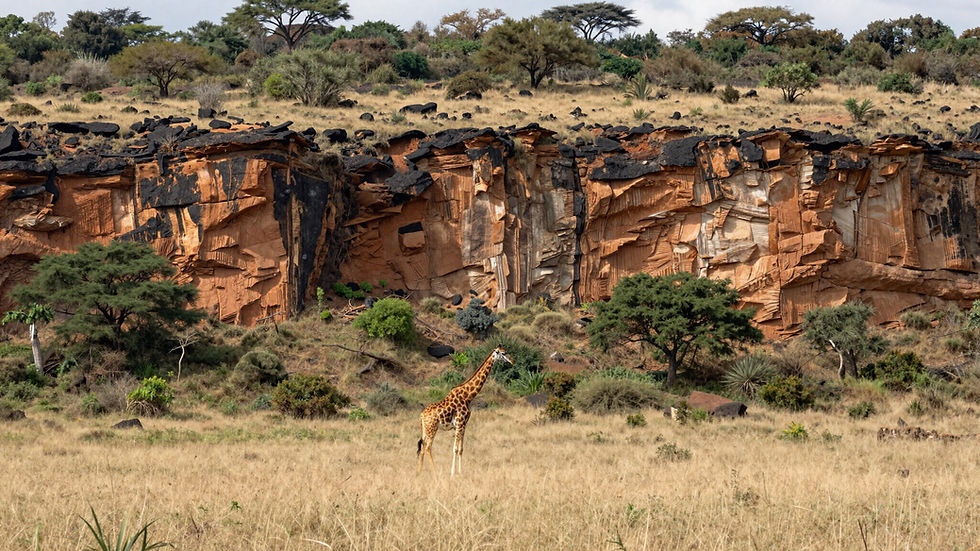 Giraffe in Hell’s Gate National Park near Naivasha