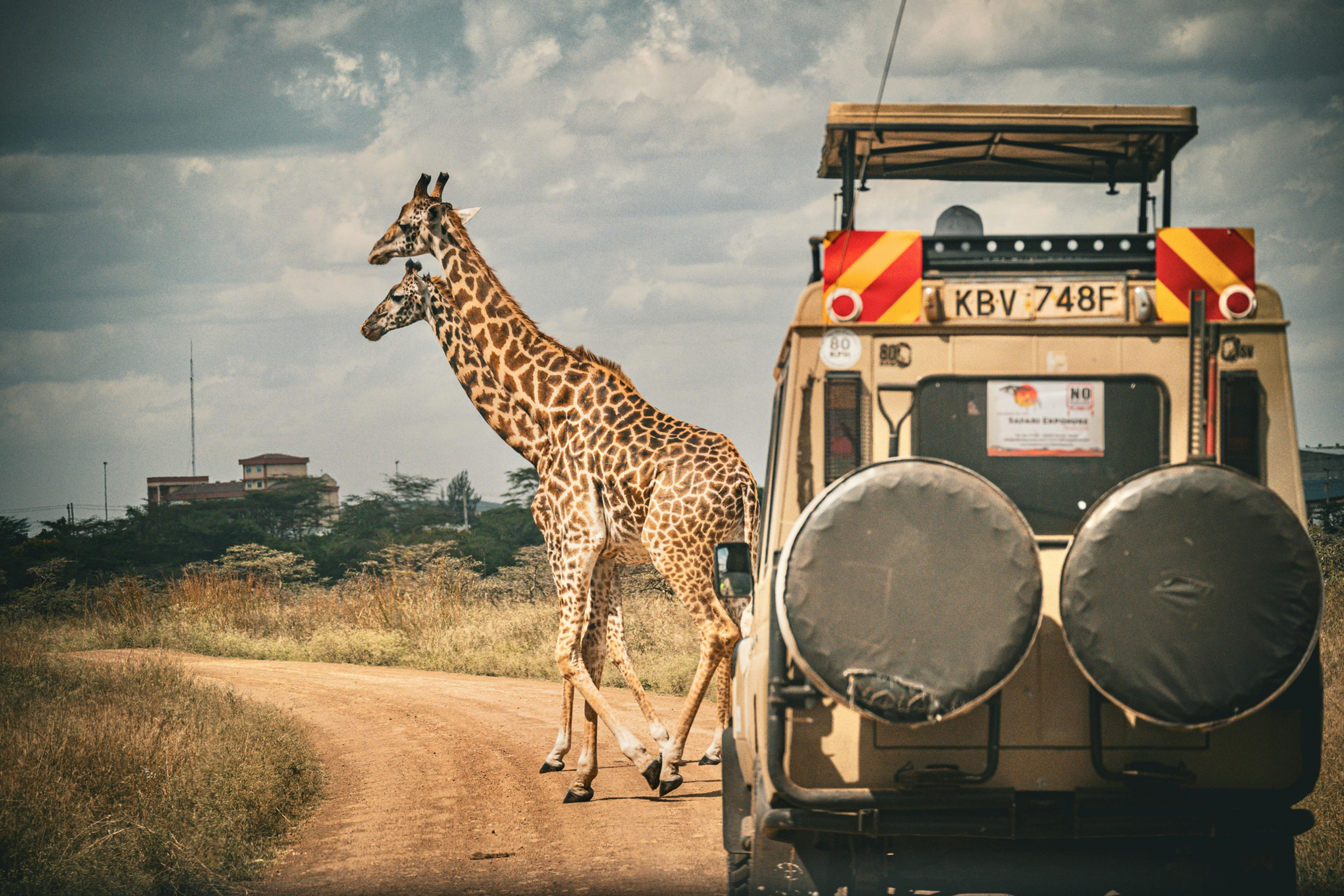 Two giraffes crossing a road by a Masai Mara safari vehicle