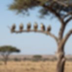 Birds perched on a tree in Samburu National Reserve