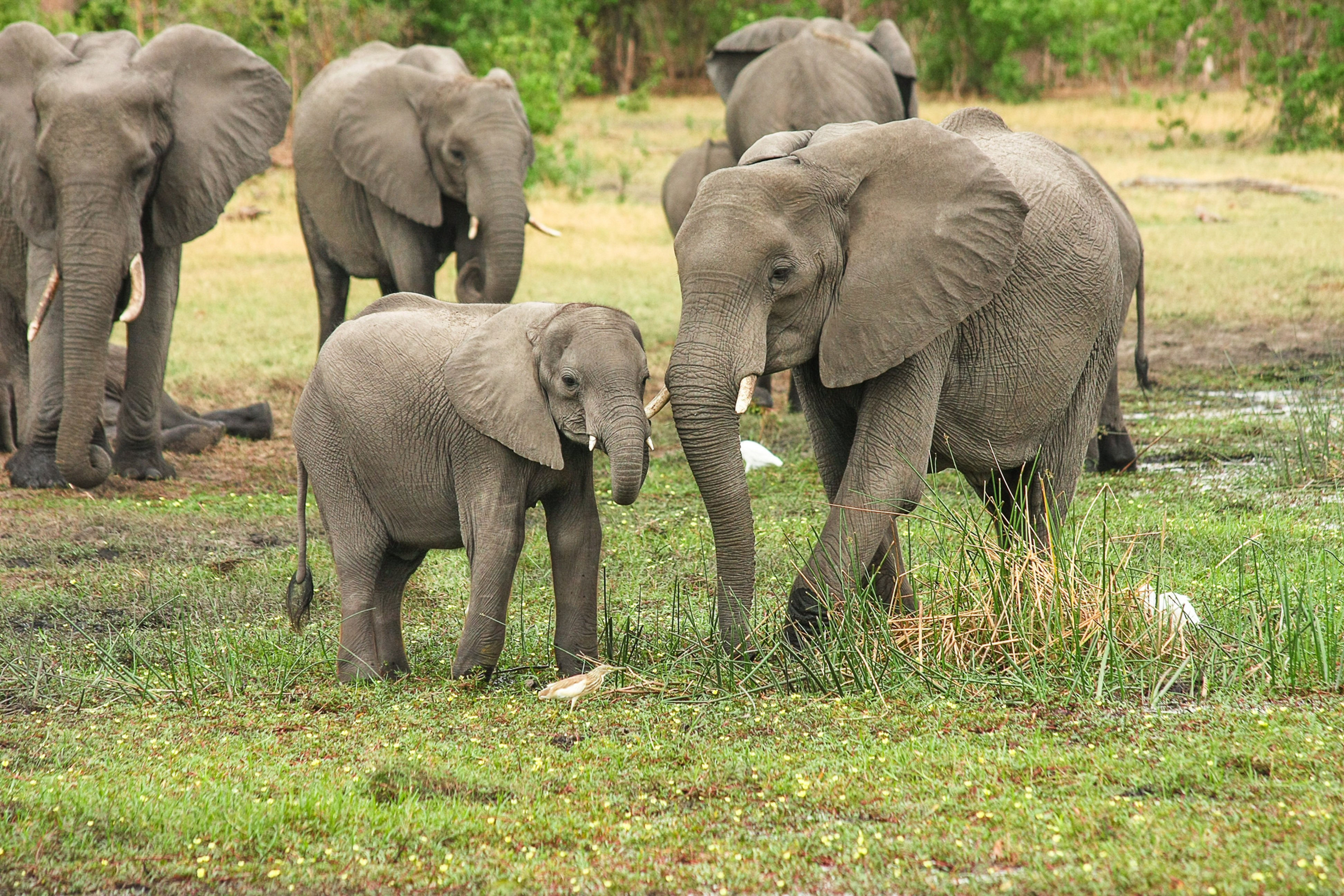 Herd of elephants grazing in Amboseli National Reserve