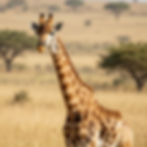 Reticulated giraffe in the Samburu National Reserve savannah.