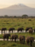 Herd of Elephant grazing at Amboseli