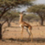 Gerenuk feeding on acacia in Samburu National Reserve
