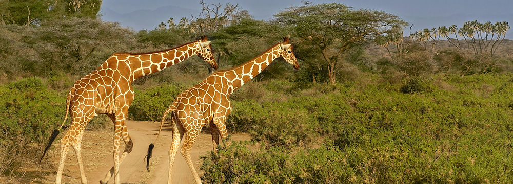 Two giraffes walking through the brush on a Nairobi National park tour.