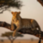 cheeter resting on a tree