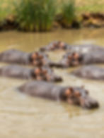 A pod of hippos resting in the water at Nairobi National Park