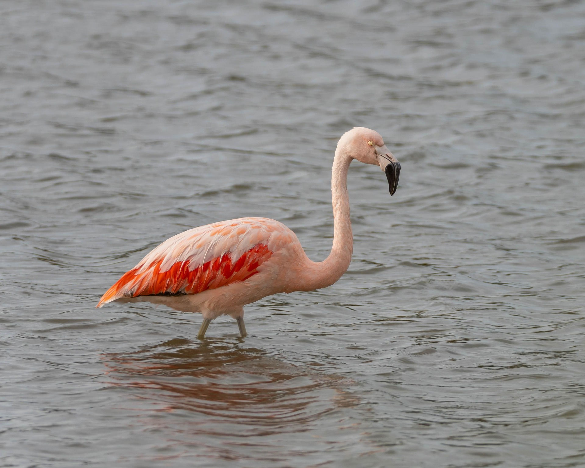Lesser flamingo wading in the waters during a Naivasha tour