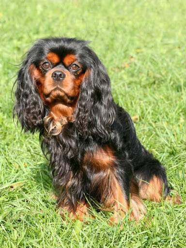 Black & Tan Spaniel.jpg