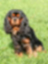 Black & Tan Spaniel.jpg