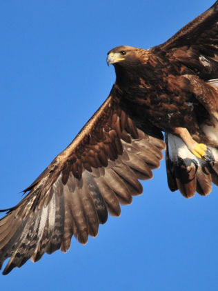 Animales sagrados para antiguos mexicanos se enfrentan a posible extinción