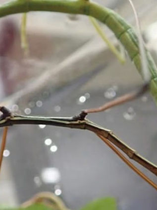 Los insectos palo machos se aparean aunque son estériles