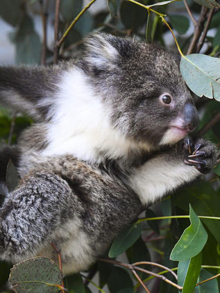 La Tierra puede perder hasta un 10 % de la biodiversidad para 2050