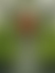 Temen al COVID-19 pero salen a ganarse el pan los héroes de la pandemia