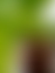 Especialistas no recomiendan uso de dióxido de cloro para tratar el covid-19