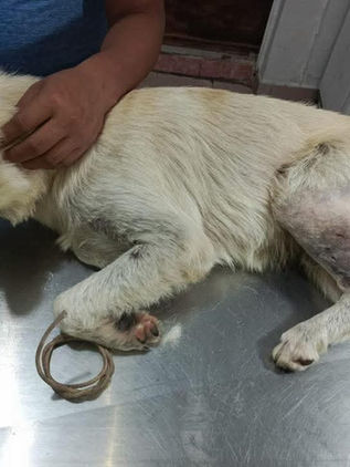 Sin cesar la violencia contra animales domésticos en Chiapas