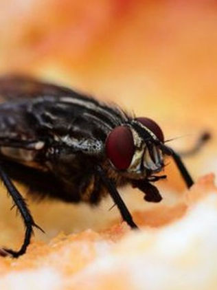 ¿Por qué es tan difícil matar moscas?