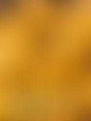 Mango Ataúlfo: la verdadera historia contada por el hijo del primer productor comercial