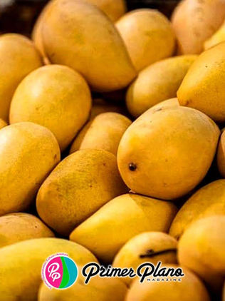 Mango Ataúlfo: la verdadera historia contada por el hijo del primer productor comercial